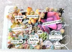 多肉植物 カット苗セットᎠ