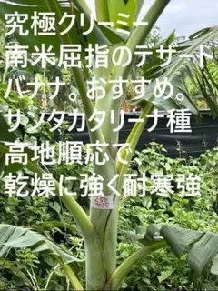 開花が目標160cm,半額◇とろける甘さ。ブルー・アイスクリームバナナ