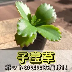 2025年最新】マザーリーフの人気アイテム - メルカリ