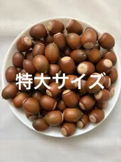 特大サイズ くぬぎ あべまき どんぐり 30個