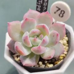 はあと様 リクエスト 2点 まとめ商品