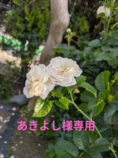 天使のドレス エンジェルクローバー グロリアス クローバー 苗 多葉系