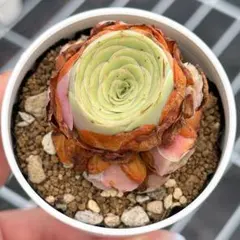 多肉植物　グリーノビア　洛夕のサムネイル