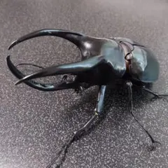 モーレンカンプオオカブト　 いきもの大図鑑アドバンス　コーカサスオオカブト　新品