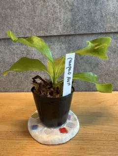 2025年最新】パオパオ ビカクシダの人気アイテム - メルカリ