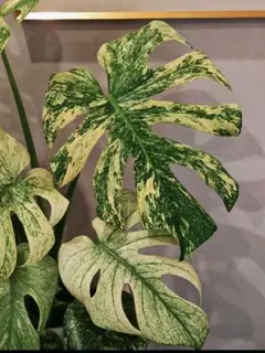 K629Monstera Lemon Lime モンステラレモンライム TC株 - メルカリ