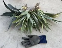 hayasaka様 リクエスト 2点 まとめ商品