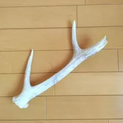 鹿の角　1本　約35㎝　北海道産　エゾシカ　　天然