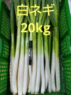 ニラ　にら　ネギ　生姜　03 ねぎにらタレ | 千住ネギ・江戸千住葱・江戸伝統野菜の老舗葱問屋【葱善】
