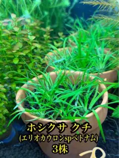 2026年最新】ホシクサの人気アイテム - メルカリ