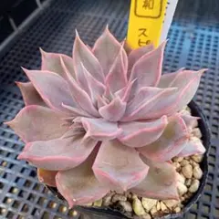 26♥ダスティローズ♥ 根あり 抜き苗 多肉植物 - メルカリ