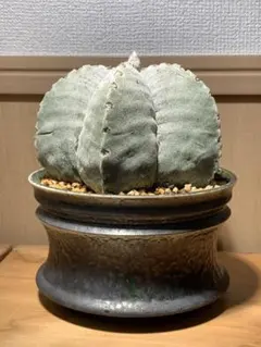 2026年最新】ランポー玉の人気アイテム - メルカリ