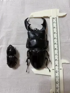 スジブトヒラタクワガタ 標本 - メルカリ