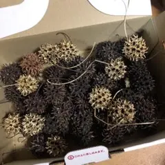 リース材料　そのまま50個　金10個