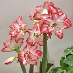 りあん様 リクエスト 3点 まとめ商品