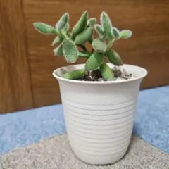多肉植物 カランコエ アンゴラ兎 抜き苗 葉挿し - メルカリ