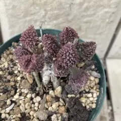 すーさん様 リクエスト 3点 まとめ商品