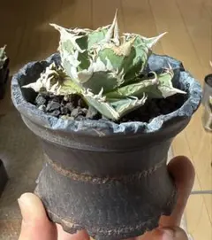 2026年最新】チタノタ ブツブツの人気アイテム - メルカリ