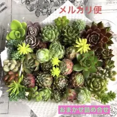 多肉植物♡おまかせセンペル詰め合せ♡セダムカット苗セットe