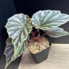 原種ベゴニア Begonia sp. bac kan - メルカリ