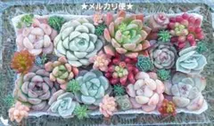 【メルカリ便】エケベリア寄せ植え 多肉弁当 レア品種花団錦入り‼️