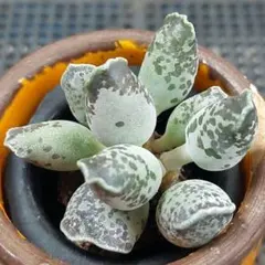 ★アザラシ②★抜き苗★アドロミスクス★多肉★多肉植物★寄せ植え★クーペリーのサムネイル