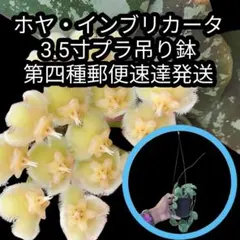 2025年最新】ホヤ花座の人気アイテム - メルカリ