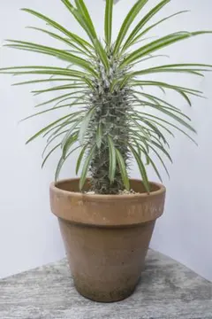 2025年最新】パキポディウム ラメリーの人気アイテム - メルカリ