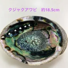 NO.58-39 クジャクアワビ(貝殻) 約18.5cm