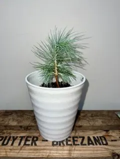 2026年最新】ピニョンマツの人気アイテム - メルカリ