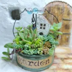 26063001お買い得商品☆多肉植物の寄せ植え☆クマさんの音楽会 - メルカリ