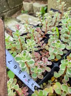 Dancing birds様 リクエスト 2点 まとめ商品