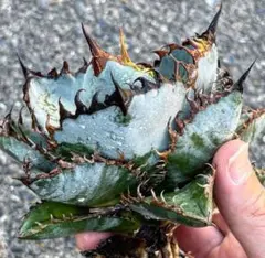 EE8 多肉植物 アガベ チタノタAgave titanota ‘野火’のサムネイル
