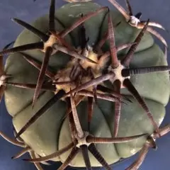 2026年最新】花王丸 サボテンの人気アイテム - メルカリ