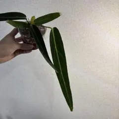 ジ*ン様 アンスリウム　ワロクアーナムのサムネイル