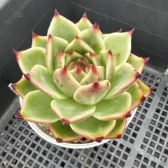 Top【選抜株】多肉植物　26890ブルードラゴン　105個　プラグトレー苗 Top【選抜株】多肉植物 26890ブルードラゴン 105個 プラグトレー苗