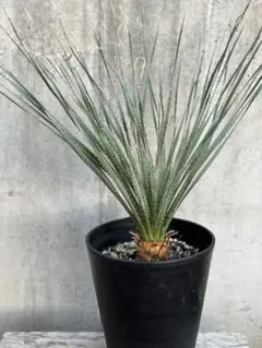 2025年最新】ダシリリオン グラウコフィラムの人気アイテム - メルカリ