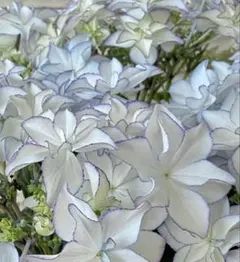 ❁⃘ しんこ様専用出品❁⃘ ブルー 紫陽花 苗 ポットごと