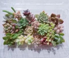 多肉植物 カット苗 寄せ植え セット②