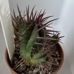 2026年最新】フェロックスの人気アイテム - メルカリ