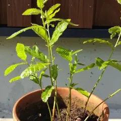 くぬぎの苗木 約10～20cm　10本セットのサムネイル