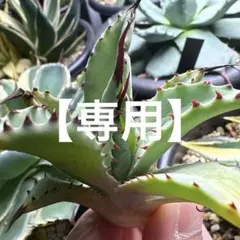 2026年最新】アガベ イシスメンシス ハイブリッドの人気アイテム