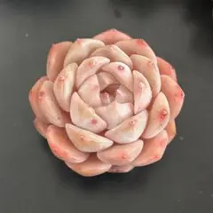 けろ様 リクエスト 2点 まとめ商品