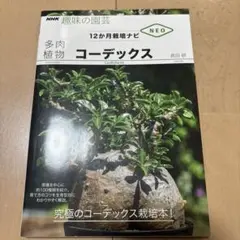 多肉植物 コーデックス
