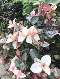 knksm様 リクエスト 2点 まとめ商品