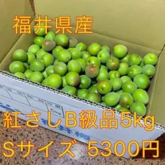 6/10収穫 福井県産 紅映梅 Lサイズ以上5kg - メルカリ