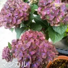 いろは様 リクエスト 2点 まとめ商品