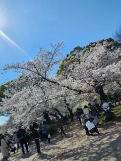 カツオ様専用