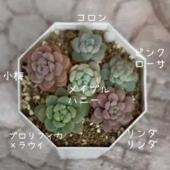 多肉植物 ぼのぼの Beehouseコロン メイプルハニー 他 カット苗 詰合せのサムネイル