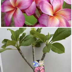 ⭐︎希少フラメンコ イリュージョン プルメリア 5号鉢セット